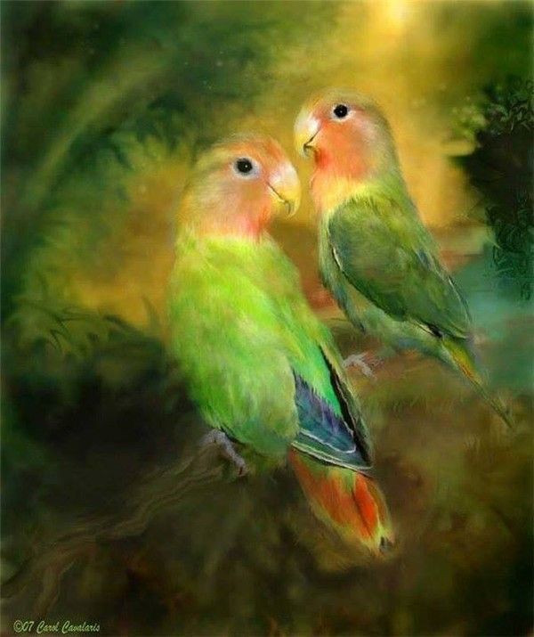 Exotic Birds Loiseau Exotic Birds Loiseau