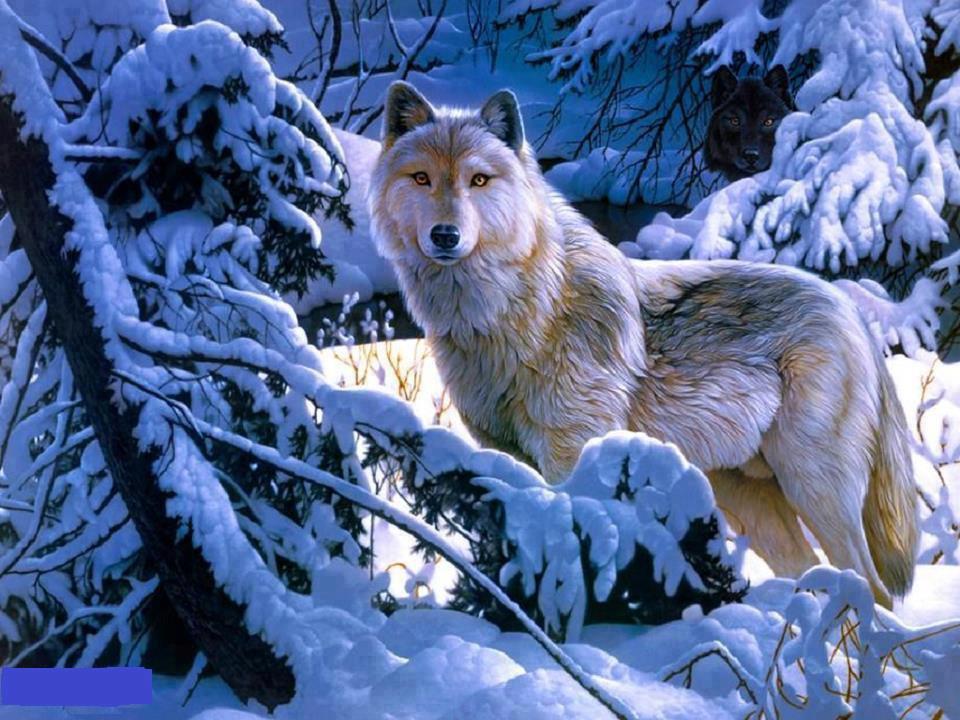les loups